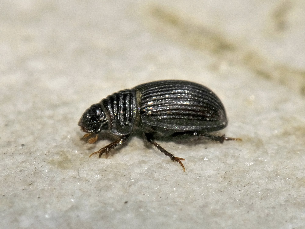 Brindalus rotundipennis? Forse Psammodius sp.